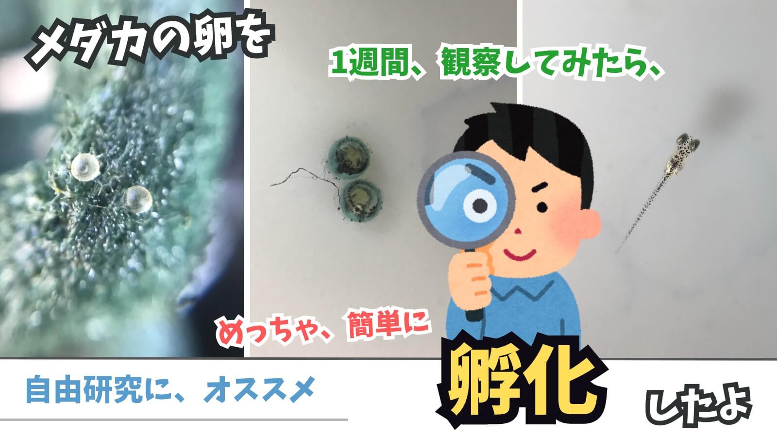 メダカの卵が孵化するまでの観察日記のアイキャッチ画像