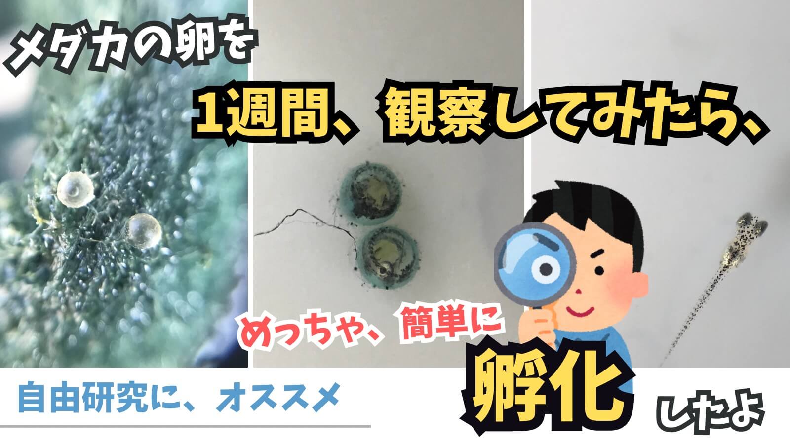 メダカの有精卵を観察する自由研究のアイキャッチ画像
