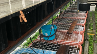 メダカの飼育場