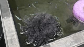 メダカの採卵道具、ころたまボール