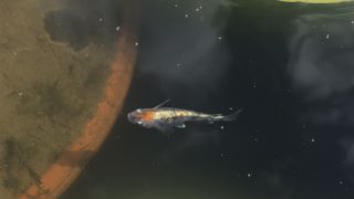 三色幹之メダカ
