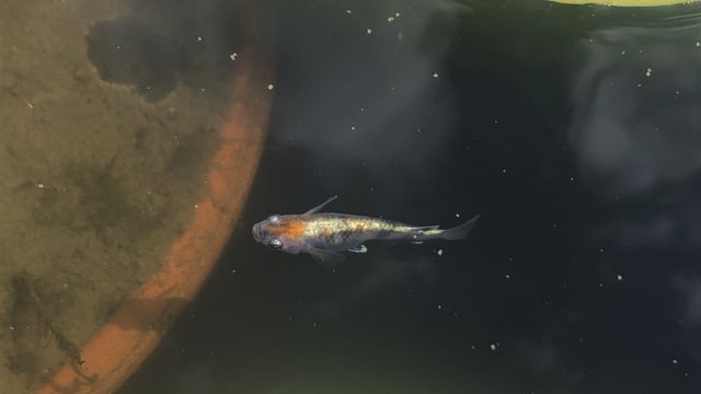 三色幹之メダカ