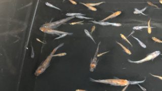 朱赤三色透明鱗メダカ(2019年春産まれ)