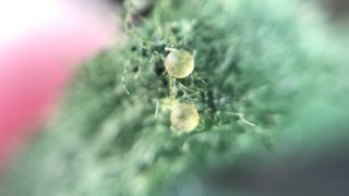 メダカの卵が孵化するまで