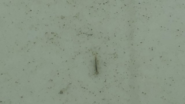 ヤゴの幼虫