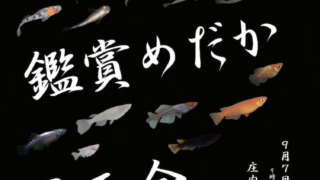 2019年秋の鑑賞めだか展示会
