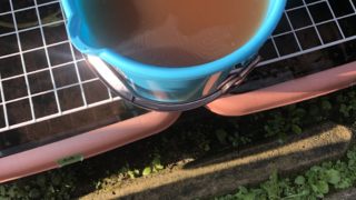 光合成細菌とゾウリムシ