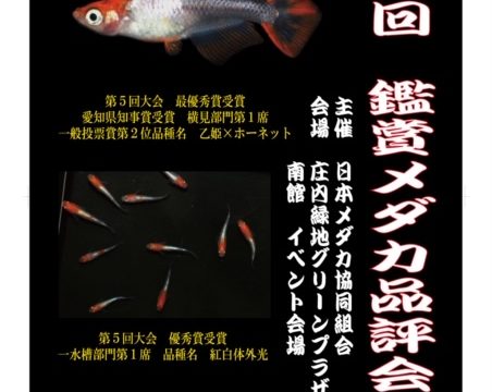 鑑賞メダカ品評会