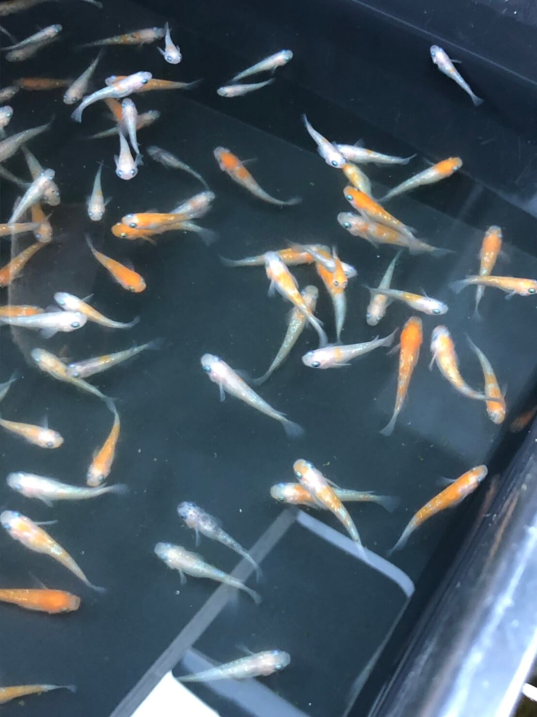 紅白ラメ幹之メダカ2019年産まれ