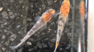 2019年秋の鑑賞メダカ品評会(三色ラメ幹之)