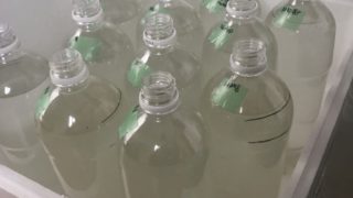 ゾウリムシの増やし方(メダカのエサ)