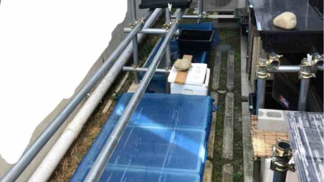 メダカの冬越しとメダカの飼育場