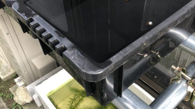 メダカの冬越しと発泡スチロール容器