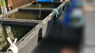 メダカのエアレーション(飼育容器とメダカ飼育場)