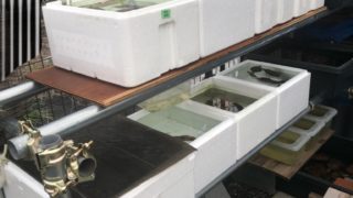 メダカラック(棚)の作り方と単管パイプと飼育場