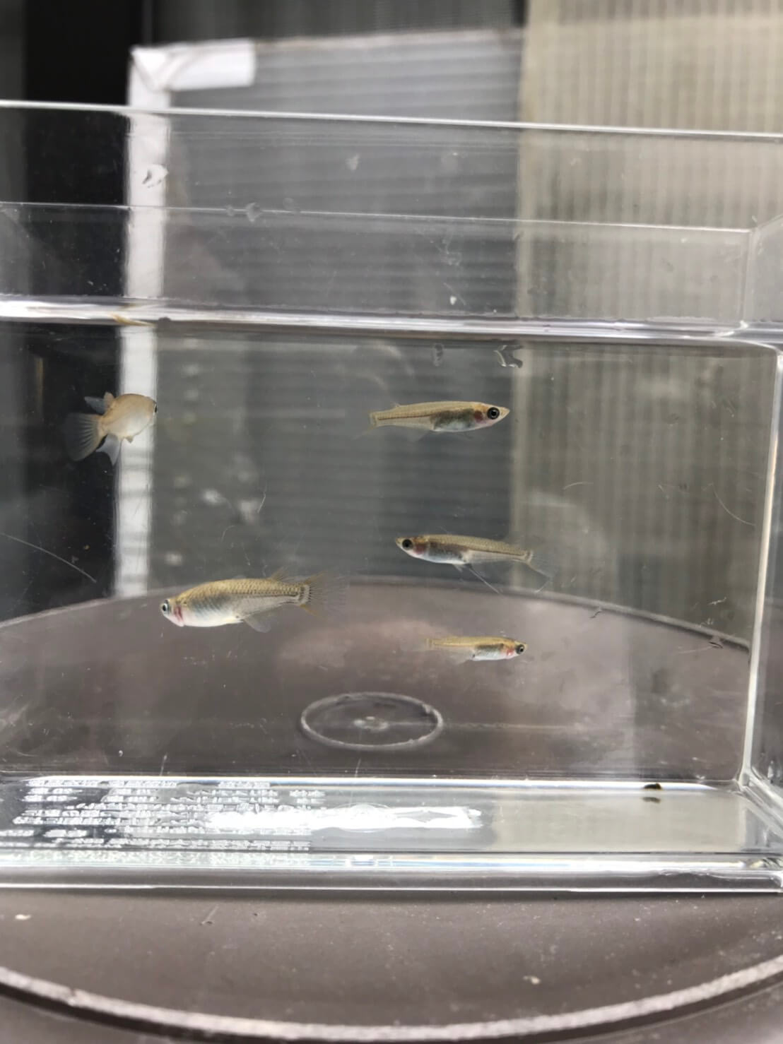 ガサガサで見つけた透明鱗メダカ
