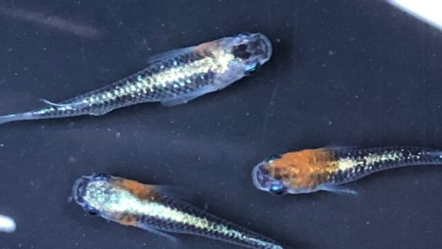 黒ラメ体外光メダカ黄色タイプ