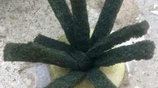 メダカの産卵床を卵を産み付けやすいように工夫