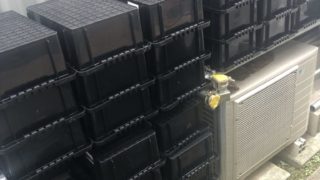 メダカの冬越しとメダカの飼育容器