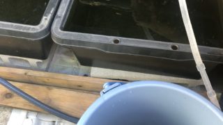 秋の水換え