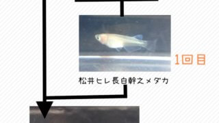 松井ヒレ長白幹之メダカ(f2)
