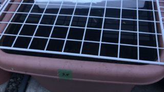メダカの冬越しとメダカの飼育容器