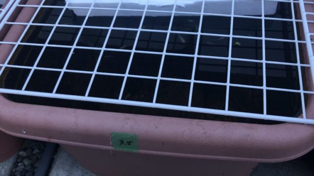 メダカの冬越しとメダカの飼育容器