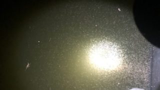 ミジンコが増える場所