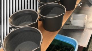 バケツ(メダカの飼育容器)