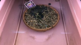 メダカの冬越しとメダカの飼育容器と赤玉土