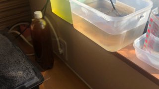 メダカのエサ