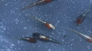 三色幹之メダカ2019年産まれ