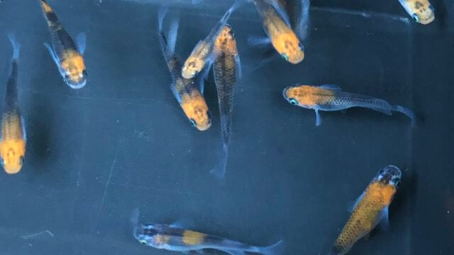 女雛