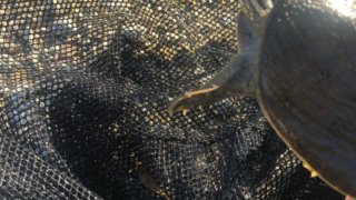 ガサガサで捕まえたスッポン