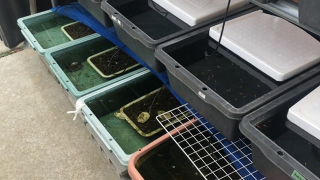 メダカの冬越し方法
