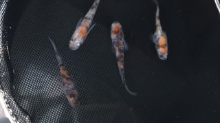 三色ラメ幹之メダカ(2019年夏産まれ)