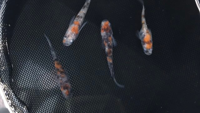 三色ラメ幹之メダカ(2019年夏産まれ)
