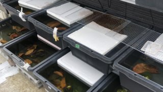 メダカの冬越し用アイテムと飼育容器