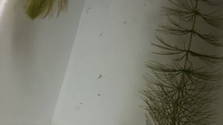 雷隠メダカを加温して生まれた稚魚