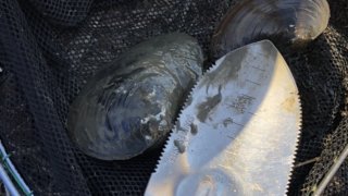 ガサガサでドブ貝を捕まえる