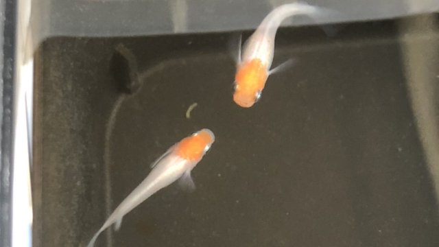 雲州紅白メダカ