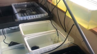 メダカの加温飼育とエアレーション