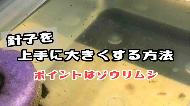 ゾウリムシを使って失敗せずにメダカの赤ちゃんを育てる方法 ひろしゃんのメダカブログ メダカの果てまでイッテq