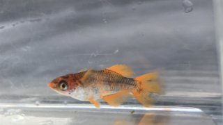 雷隠メダカ(2020年種親)