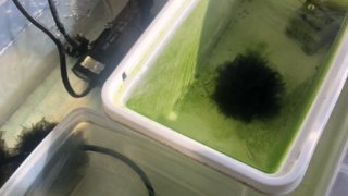 加温中の三色幹之メダカ