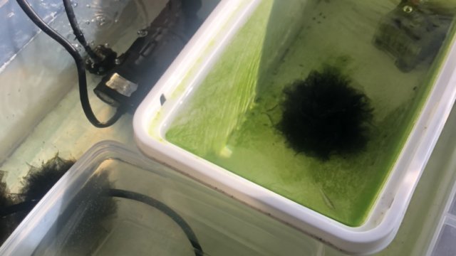 加温中の三色幹之メダカ