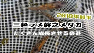 三色ラメ幹之メダカのアイキャッチ