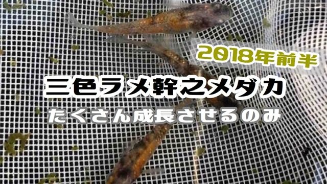 三色ラメ幹之メダカのアイキャッチ