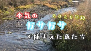 ガサガサのアイキャッチ