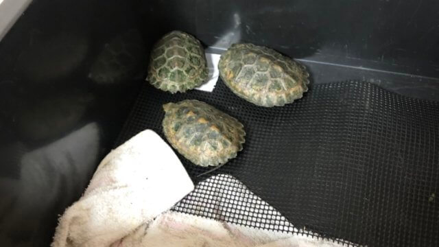 カメ